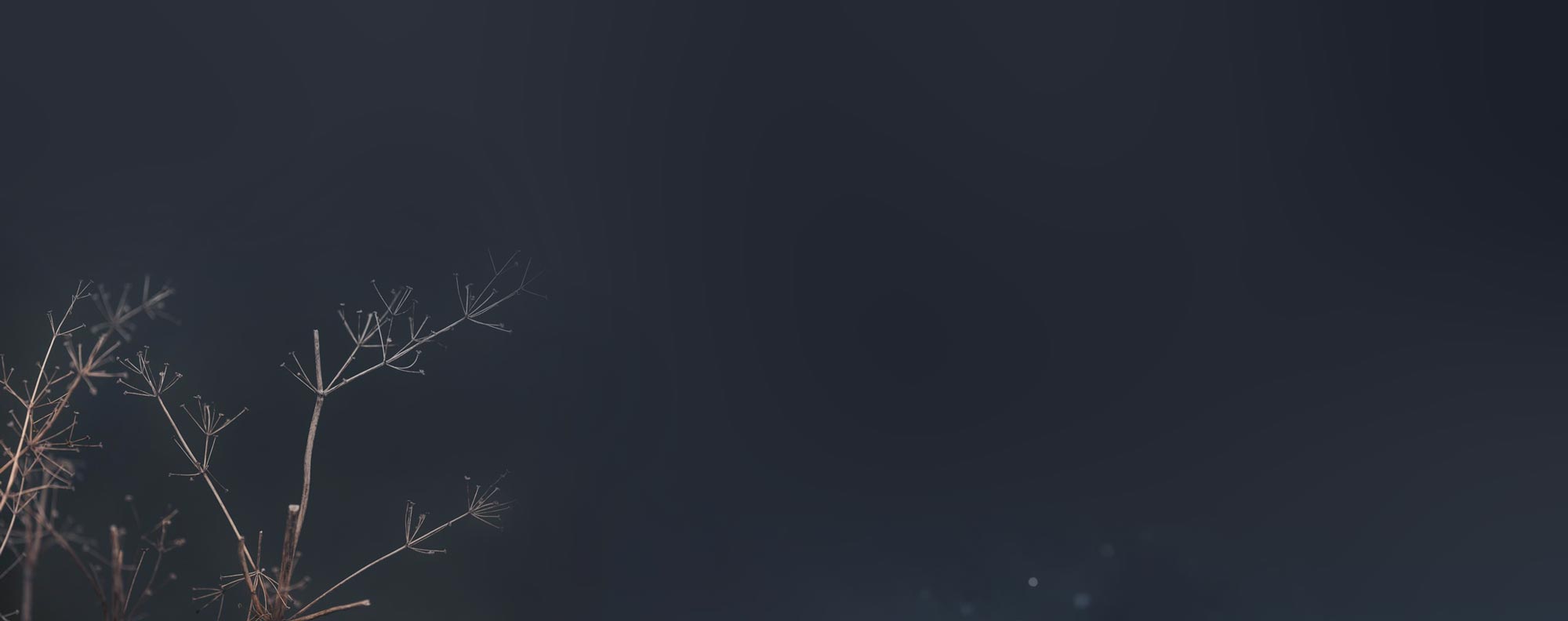 Pferde wollen artgerecht - Conny Hutter, BestTUPferd Beraterin für Stallbetreiber und Pferdebesitzer Teichpflanze vor dunkelblauem Hintergrund