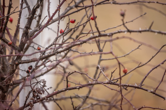 Hagebutten – der Vitamin C Spender mitten im Paddock Trail Hagebutten - der Vitamin C Spender mitten im Paddock Trail