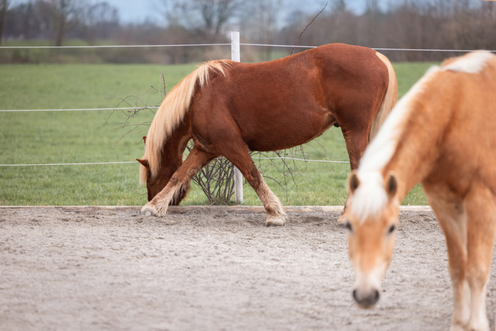 Dehnübungen – Gesundes Selbsttraining Pferd streckt sich zum Fressen unter den Zaun und dehnt sich