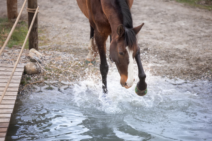 Baden auf dem Paddock Trail Baden auf dem Paddock Trail