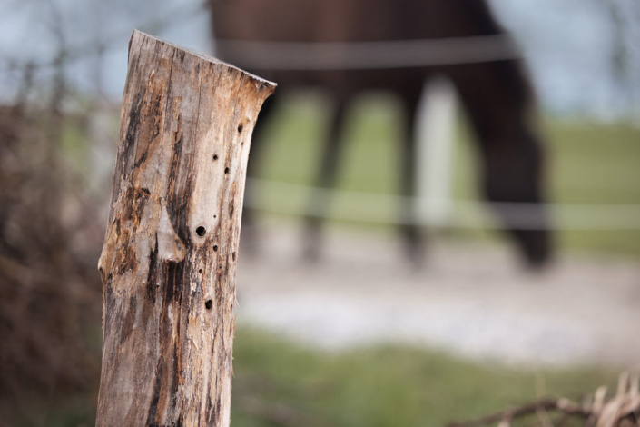 Lebens-Räume für Insekten Lebens-Räume für Insekten - ein Baumstamm mit Löchern am Rand des Paddock Trail