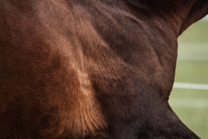 Stärkung von Muskeln und Sehnen Muskelaufbau und Stärkung der Sehnen