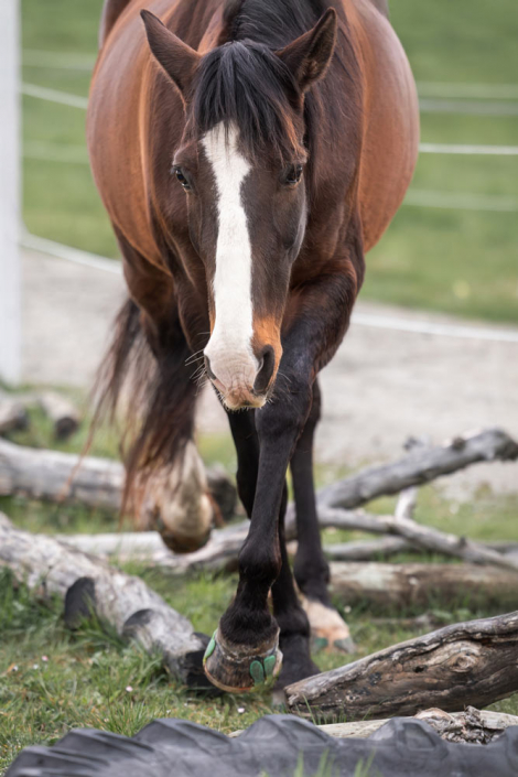 Propriozeptives Training – Klettern über Baumstämme Pferd auf dem Paddock Trail beim Klettern über Baumstämme